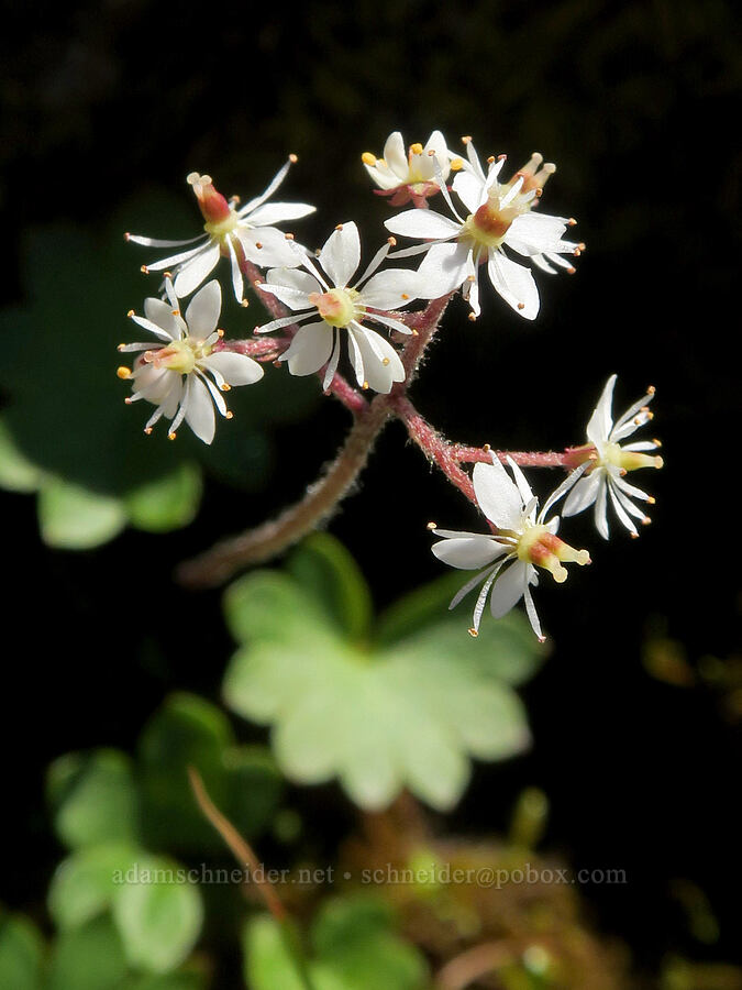 Nelson's saxifrage (Micranthes nelsoniana var. cascadensis (Saxifraga nelsoniana)) [below Yellow Aster Butte, Mt. Baker Wilderness, Washington]