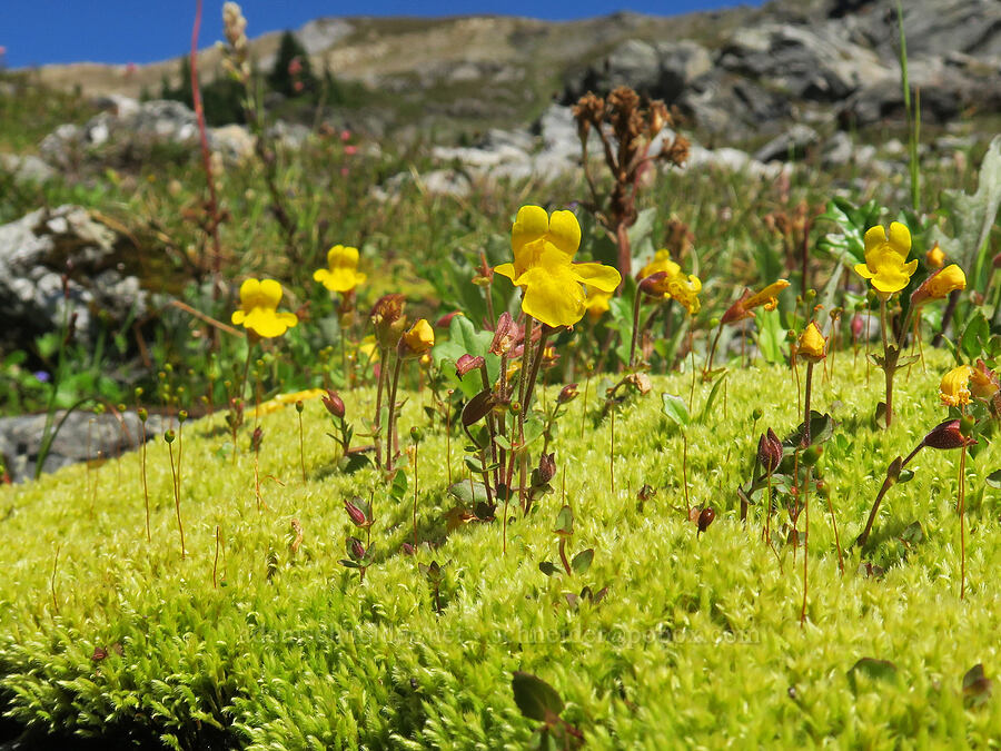 subalpine monkeyflower & moss (Erythranthe caespitosa (Mimulus caespitosus)) [below Yellow Aster Butte, Mt. Baker Wilderness, Whatcom County, Washington]