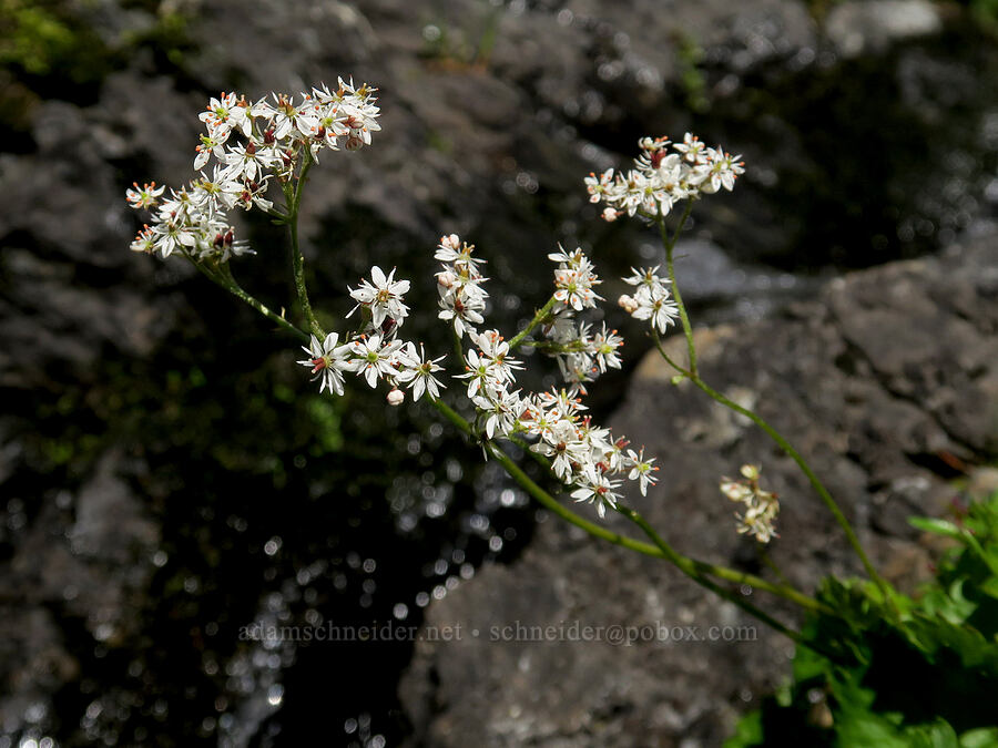 Nelson's saxifrage (Micranthes nelsoniana var. cascadensis (Saxifraga nelsoniana)) [below Yellow Aster Butte, Mt. Baker Wilderness, Whatcom County, Washington]