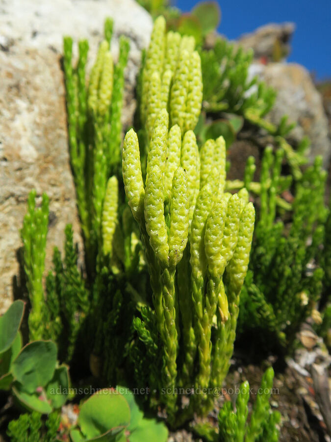 hybrid club moss (Diphasiastrum alpinum x sitchense (Lycopodium alpinum x sitchense)) [below Yellow Aster Butte, Mt. Baker Wilderness, Whatcom County, Washington]