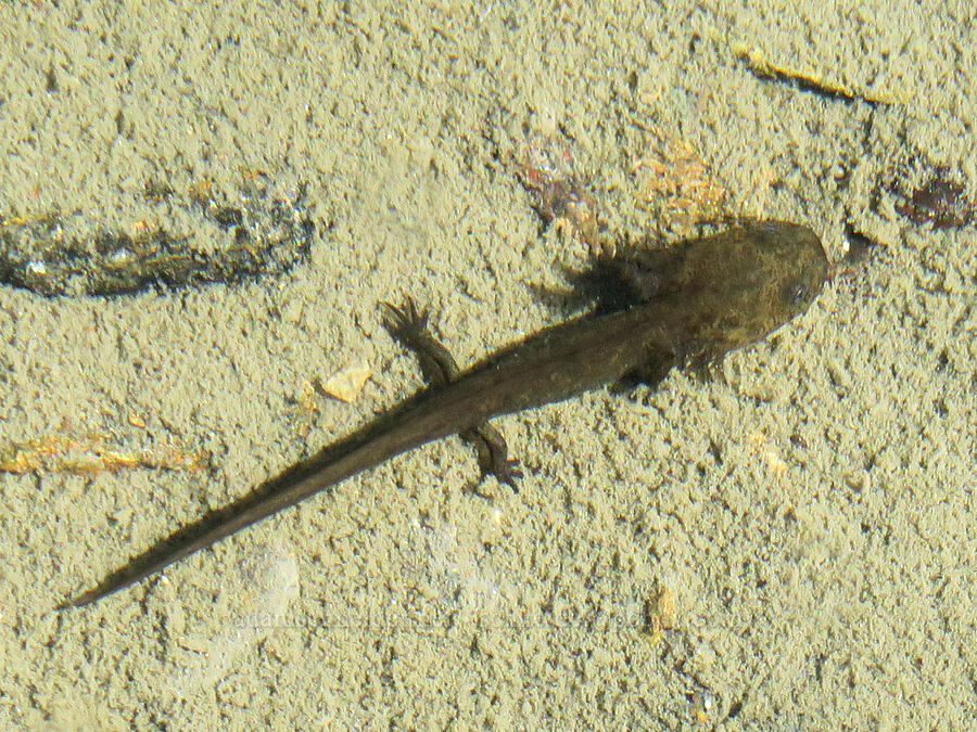 long-toed salamander larva (Ambystoma macrodactylum columbianium) [below Yellow Aster Butte, Mt. Baker Wilderness, Whatcom County, Washington]
