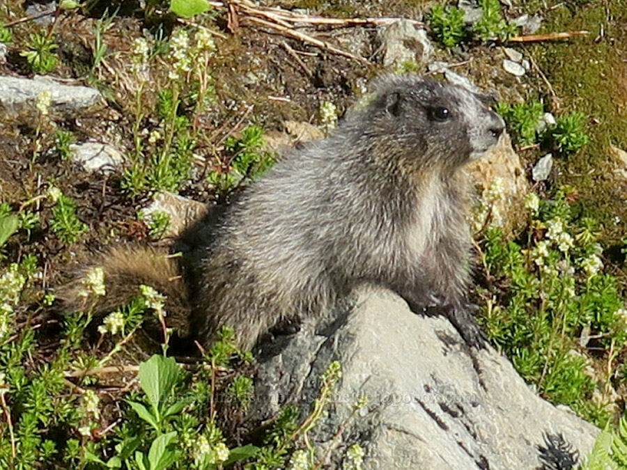 young marmot (Marmota caligata) [below Yellow Aster Butte, Mt. Baker Wilderness, Whatcom County, Washington]