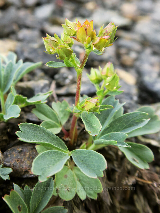 creeping sibbaldia, going to seed (Sibbaldia procumbens (Potentilla sibbaldii)) [Yellow Aster Butte Trail, Mt. Baker Wilderness, Whatcom County, Washington]