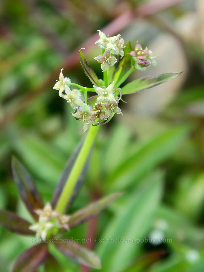 fragrant (three-flowered) bedstraw (Galium triflorum) [Yellow Aster Butte Trail, Mt. Baker Wilderness, Washington]