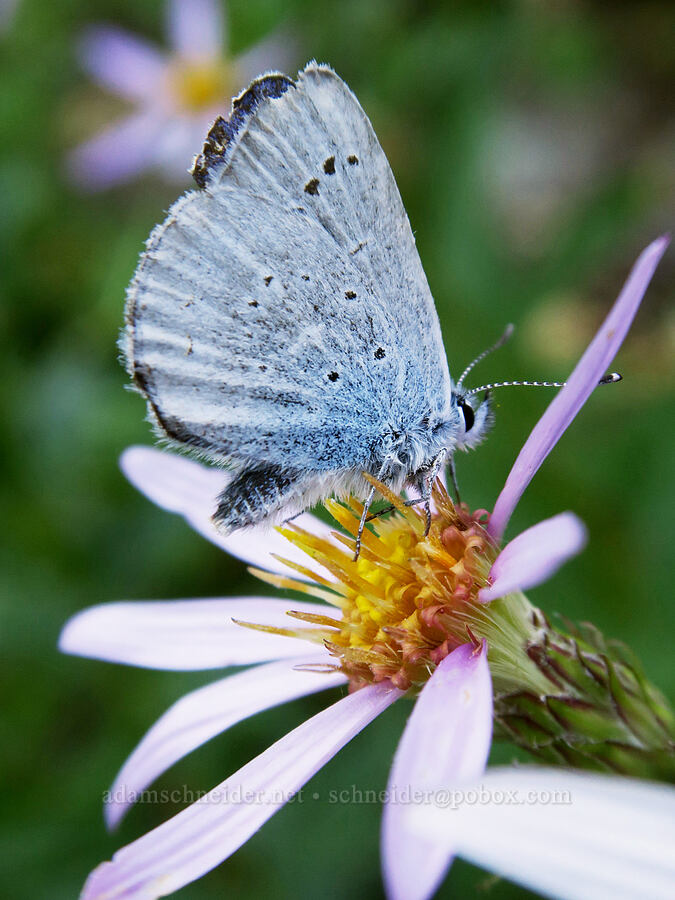 blue butterfly on Engelmann's aster (Eucephalus engelmannii (Aster engelmannii)) [Yellow Aster Butte Trail, Mt. Baker Wilderness, Whatcom County, Washington]
