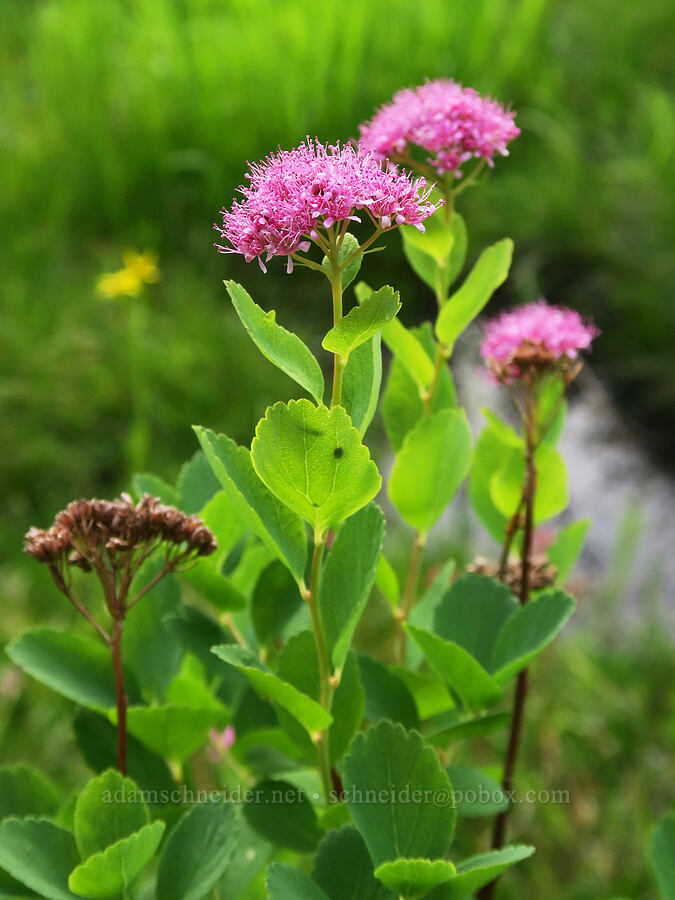 subalpine spirea (Spiraea splendens (Spiraea densiflora)) [Tomyhoi Lake Trail, Mt. Baker Wilderness, Whatcom County, Washington]