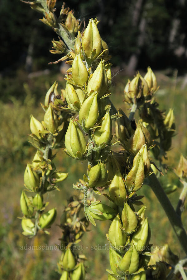 green corn lily, gone to seed (Veratrum viride var. eschscholzianum (Veratrum eschscholtzianum)) [Mt. Hood Meadows, Mt. Hood National Forest, Hood River County, Oregon]