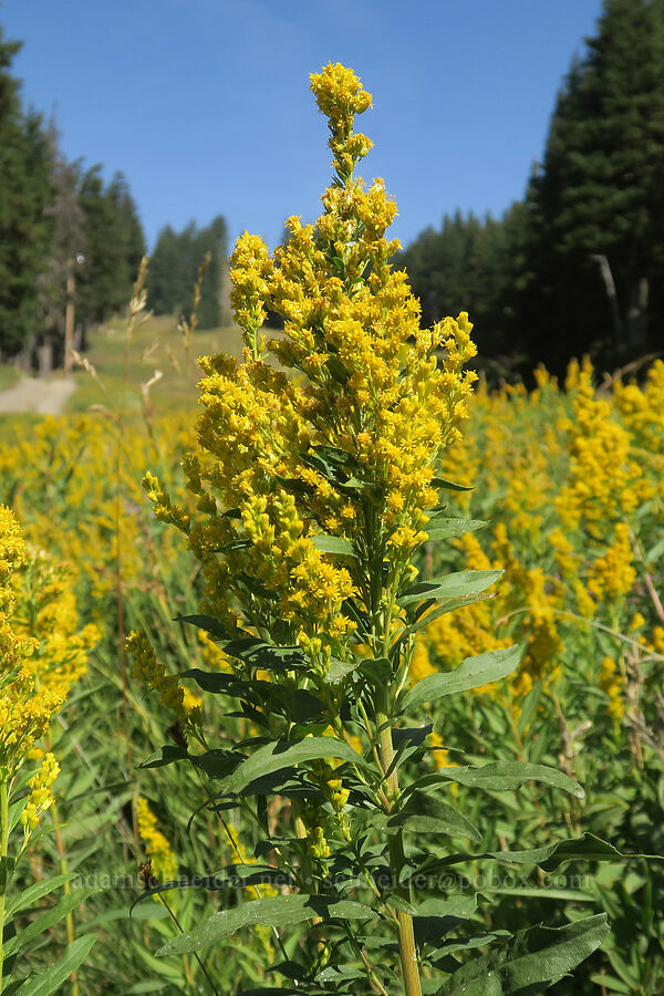 goldenrod (Solidago sp.) [Mt. Hood Meadows, Mt. Hood National Forest, Hood River County, Oregon]