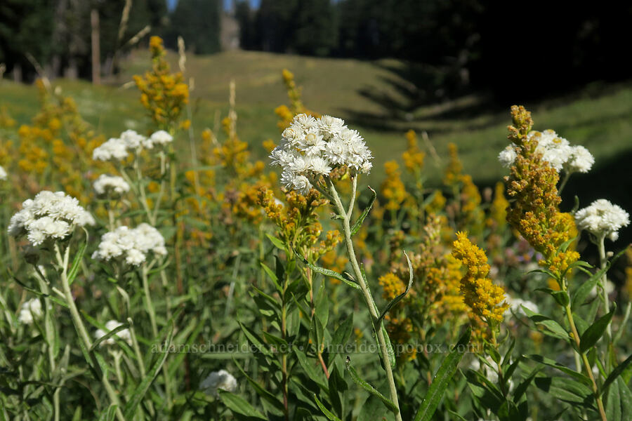 pearly everlasting & goldenrod (Anaphalis margaritacea, Solidago sp.) [Mt. Hood Meadows, Mt. Hood National Forest, Hood River County, Oregon]
