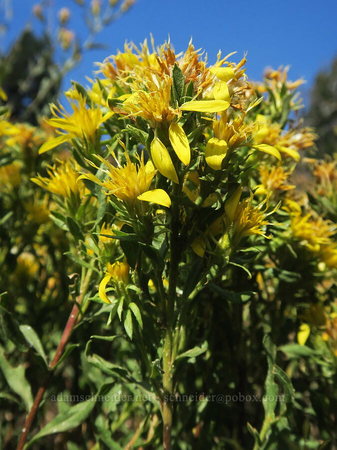 Greene's goldenweed (Ericameria greenei (Haplopappus greenei)) [Mt. Hood Meadows, Mt. Hood National Forest, Hood River County, Oregon]