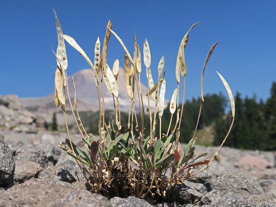 Howell's flat-seed rock-cress (Boechera howellii (Arabis platysperma)) [Mt. Hood Meadows, Mt. Hood National Forest, Hood River County, Oregon]