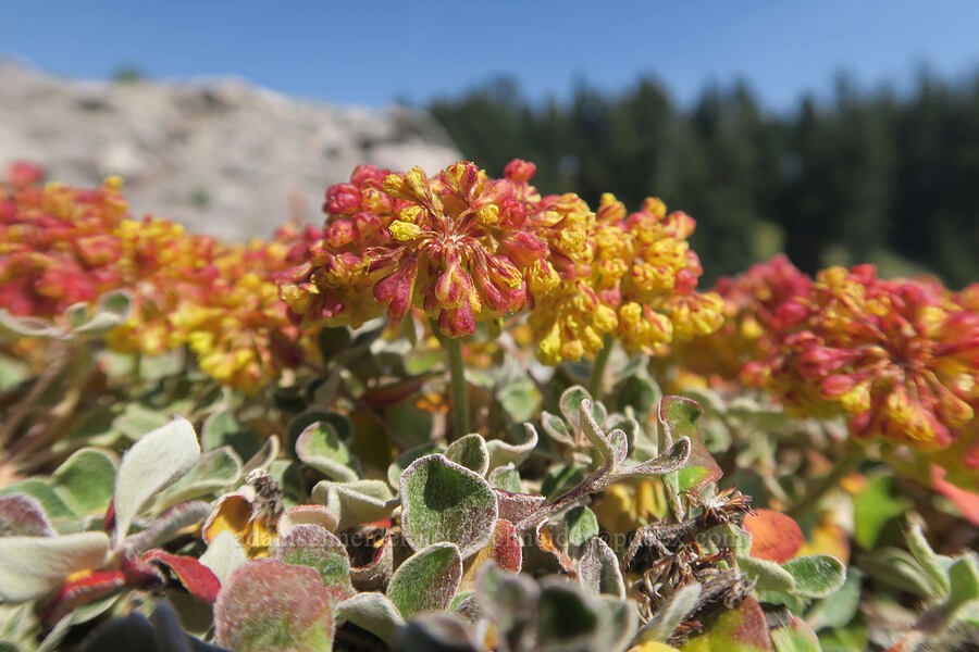sulphur-flower buckwheat (Eriogonum umbellatum) [Mt. Hood Meadows, Mt. Hood National Forest, Hood River County, Oregon]