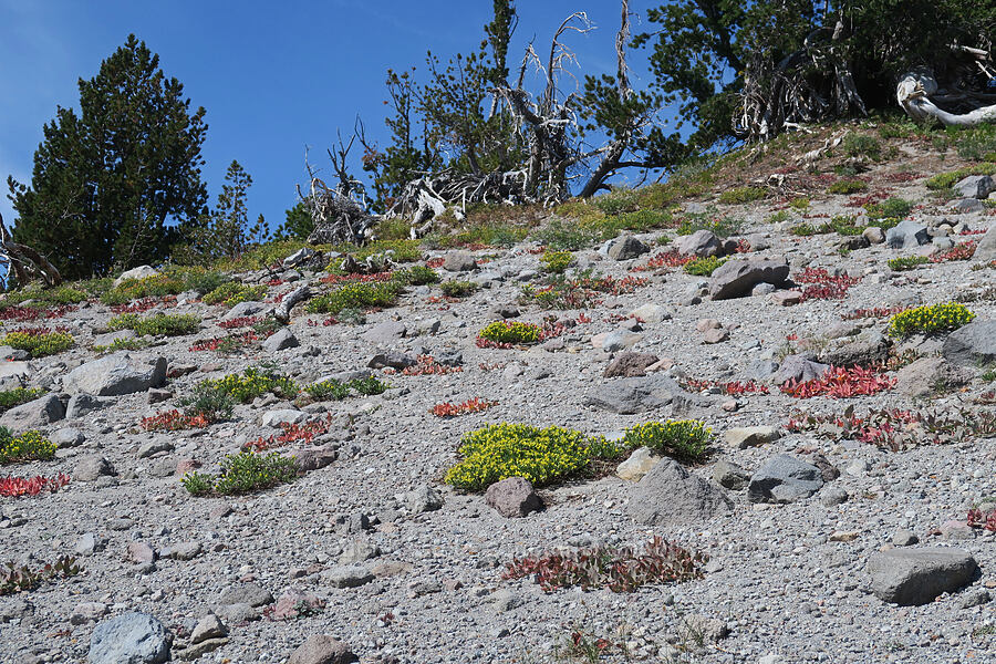 goldenweed & knotweed (Ericameria greenei (Haplopappus greenei), Aconogonon davisiae (Koenigia davisiae) (Polygonum newberryi)) [Middle Wizard Way Trail, Mt. Hood National Forest, Hood River County, Oregon]