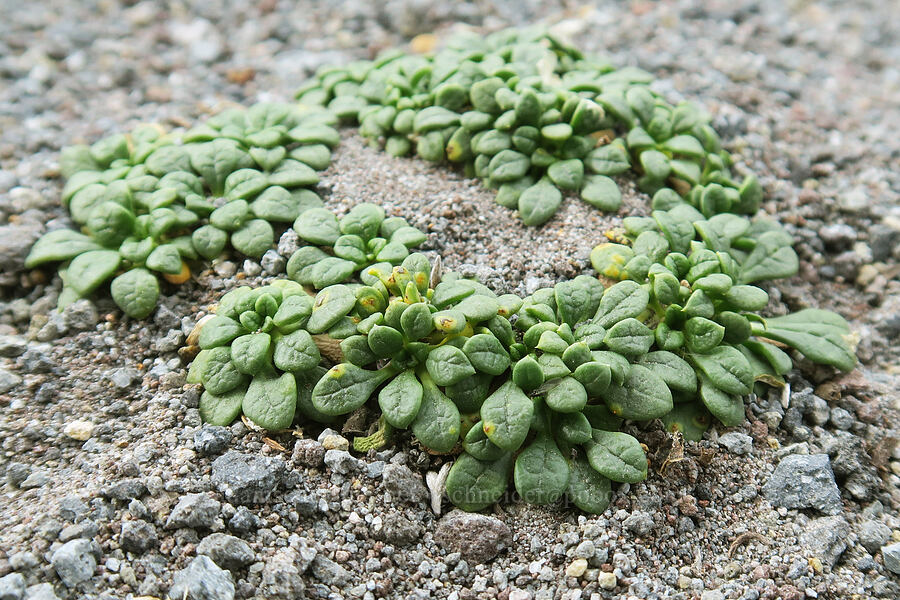 pussy-paws leaves (Calyptridium umbellatum (Cistanthe umbellata)) [above Mt. Hood Meadows, Mt. Hood National Forest, Hood River County, Oregon]