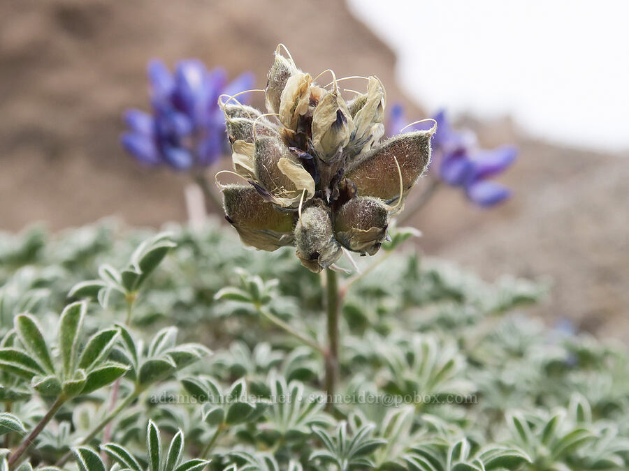 dwarf lupine, going to seed (Lupinus lepidus var. lobbii) [above Mt. Hood Meadows, Mt. Hood National Forest, Hood River County, Oregon]