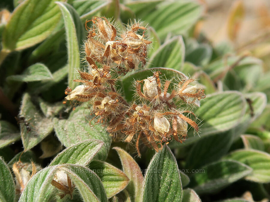 timberline phacelia, going to seed (Phacelia hastata var. compacta (Phacelia frigida)) [Upper Wizard Way Trail, Mt. Hood National Forest, Hood River County, Oregon]