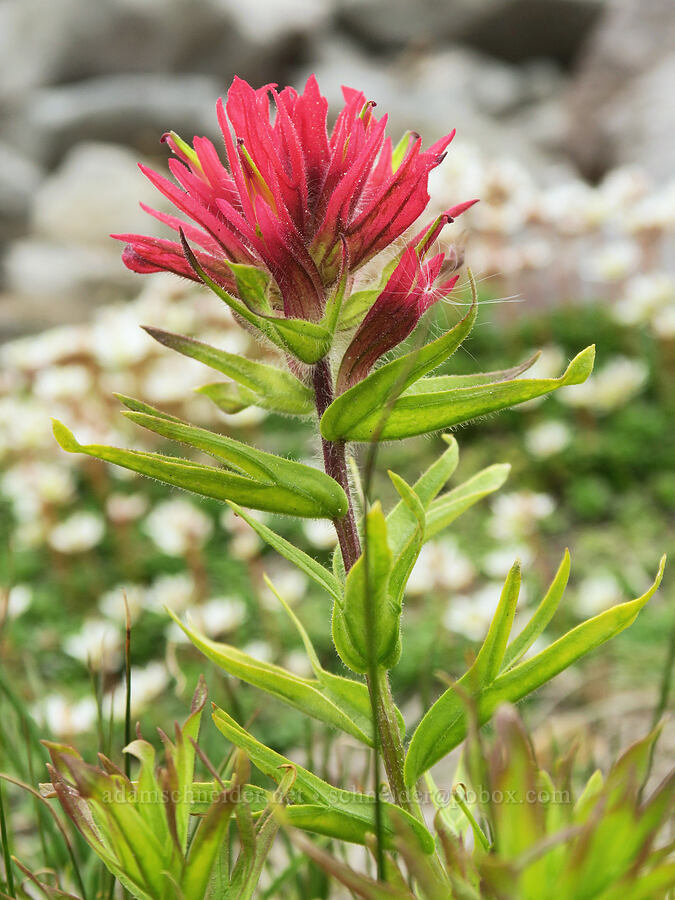 magenta paintbrush (Castilleja parviflora var. oreopola) [Mt. Hood Meadows, Mt. Hood National Forest, Hood River County, Oregon]