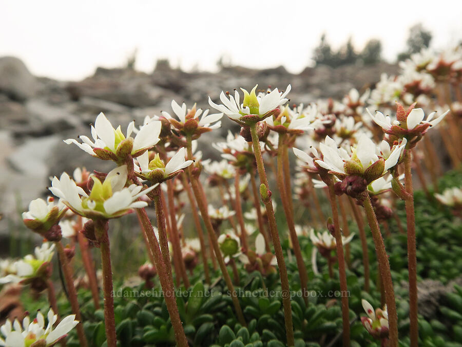 Tolmie's saxifrage (Micranthes tolmiei (Saxifraga tolmiei)) [Mt. Hood Meadows, Mt. Hood National Forest, Hood River County, Oregon]