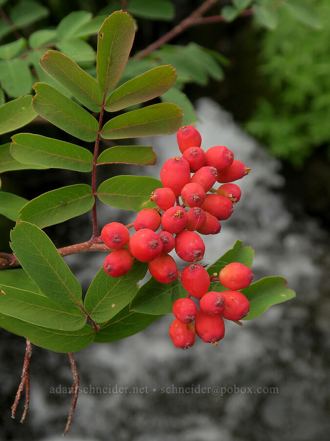 Sitka mountain-ash berries (Sorbus sitchensis) [Mt. Hood Meadows, Mt. Hood National Forest, Hood River County, Oregon]