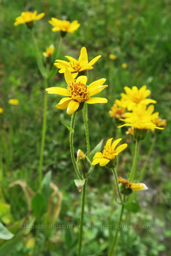 Chamisso's arnica (Arnica chamissonis) [Mt. Hood Meadows, Mt. Hood National Forest, Hood River County, Oregon]