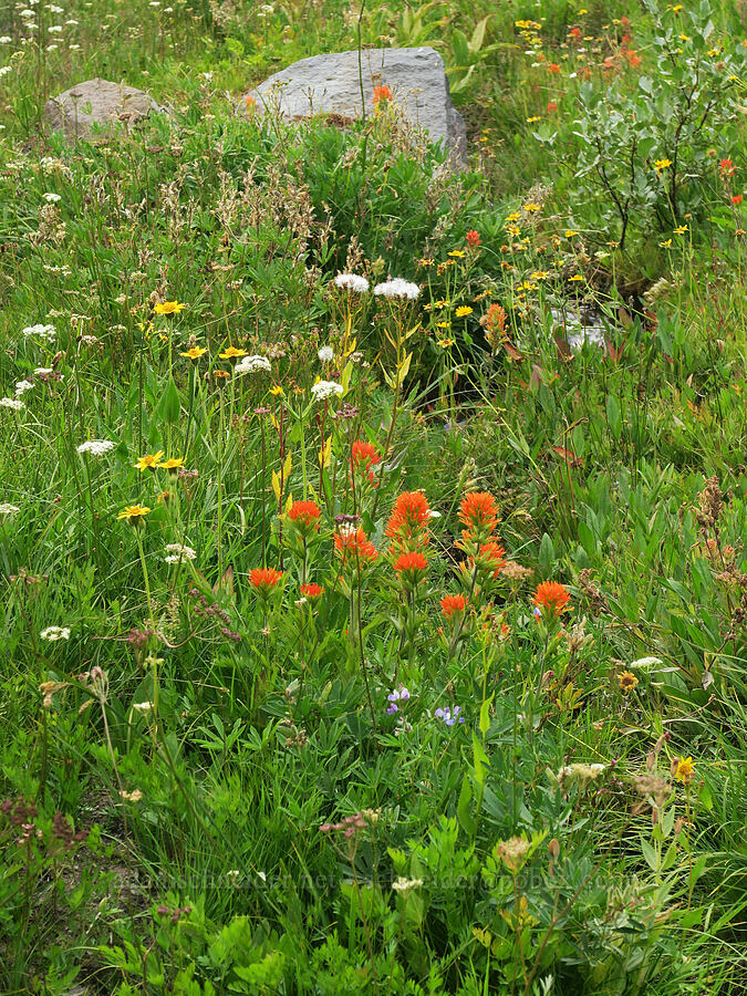 stream-side wildflowers (Castilleja suksdorfii, Arnica chamissonis, Ligusticum grayi, Lupinus latifolius) [Mt. Hood Meadows, Mt. Hood National Forest, Hood River County, Oregon]