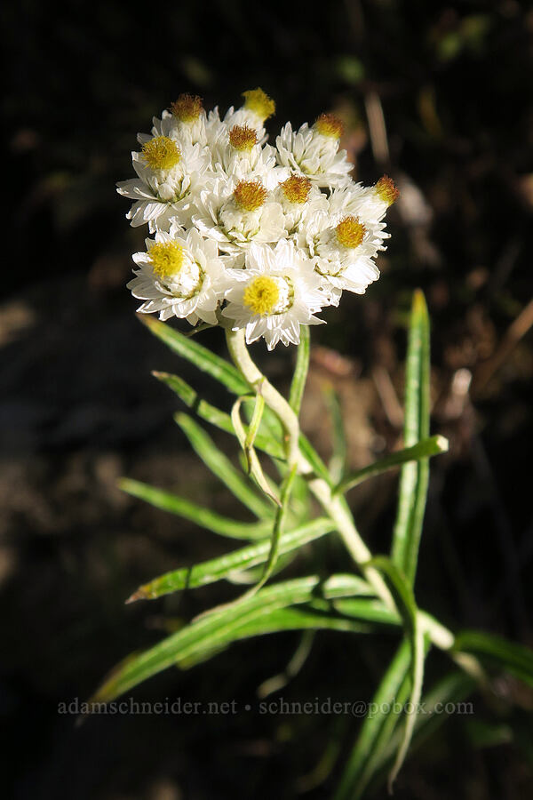 pearly everlasting (Anaphalis margaritacea) [Mt. Washington Trail, Olympic National Forest, Mason County, Washington]