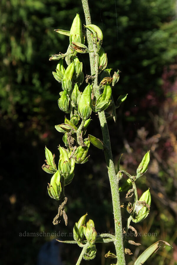corn lily, going to seed (Veratrum viride var. eschscholzianum (Veratrum eschscholtzianum)) [Mt. Washington Trail, Olympic National Forest, Mason County, Washington]