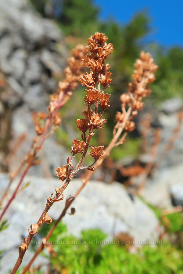 partridgefoot, gone to seed (Luetkea pectinata) [Mt. Washington Trail, Olympic National Forest, Mason County, Washington]