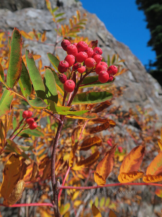 Sitka mountain-ash berries (Sorbus sitchensis) [Mt. Washington Trail, Olympic National Forest, Mason County, Washington]