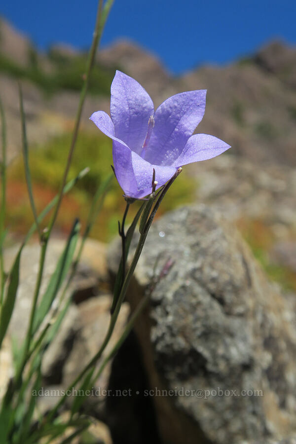 harebell (Campanula rotundifolia) [Mt. Washington Trail, Olympic National Forest, Mason County, Washington]