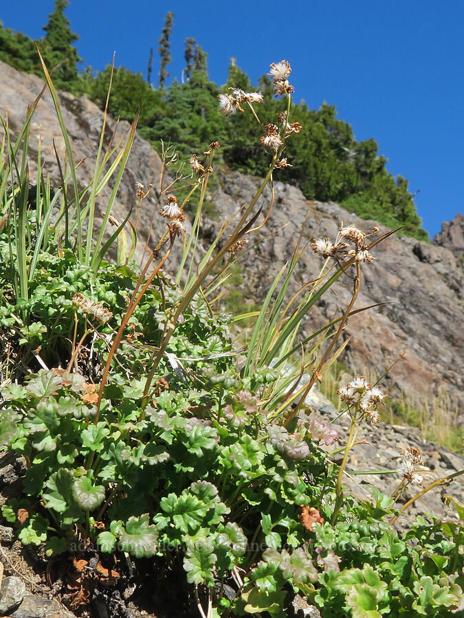 Flett's ragwort, gone to seed (Packera flettii) [Mt. Washington Trail, Olympic National Forest, Mason County, Washington]
