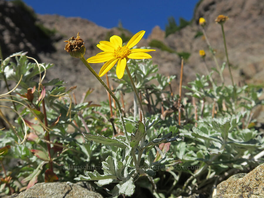 Oregon sunshine (Eriophyllum lanatum) [Mt. Washington Trail, Olympic National Forest, Mason County, Washington]