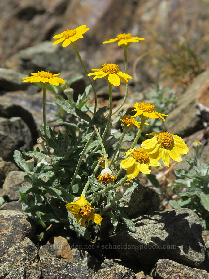 Oregon sunshine (Eriophyllum lanatum) [Mt. Washington Trail, Olympic National Forest, Mason County, Washington]