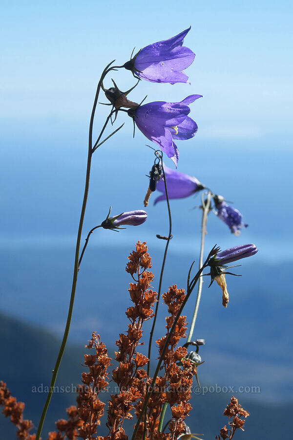 harebells & partridgefoot (Campanula rotundifolia, Luetkea pectinata) [Mt. Washington Trail, Olympic National Forest, Mason County, Washington]