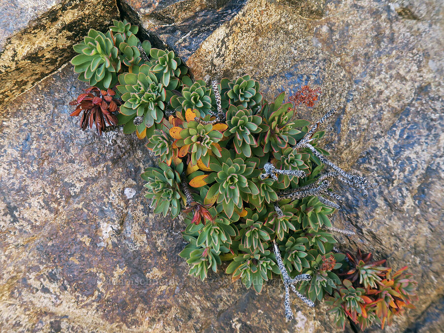 Olympic rock-mat leaves (Petrophytum hendersonii (Petrophyton hendersonii)) [Mt. Washington, Mount Skokomish Wilderness, Mason County, Washington]