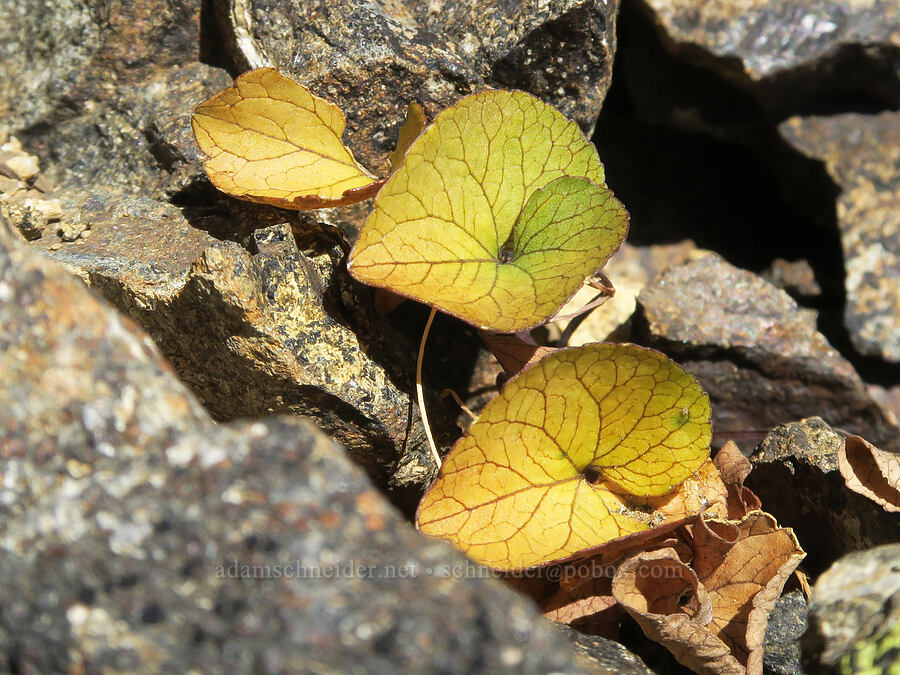 Olympic violet leaves (Viola flettii) [Mt. Washington, Mount Skokomish Wilderness, Mason County, Washington]
