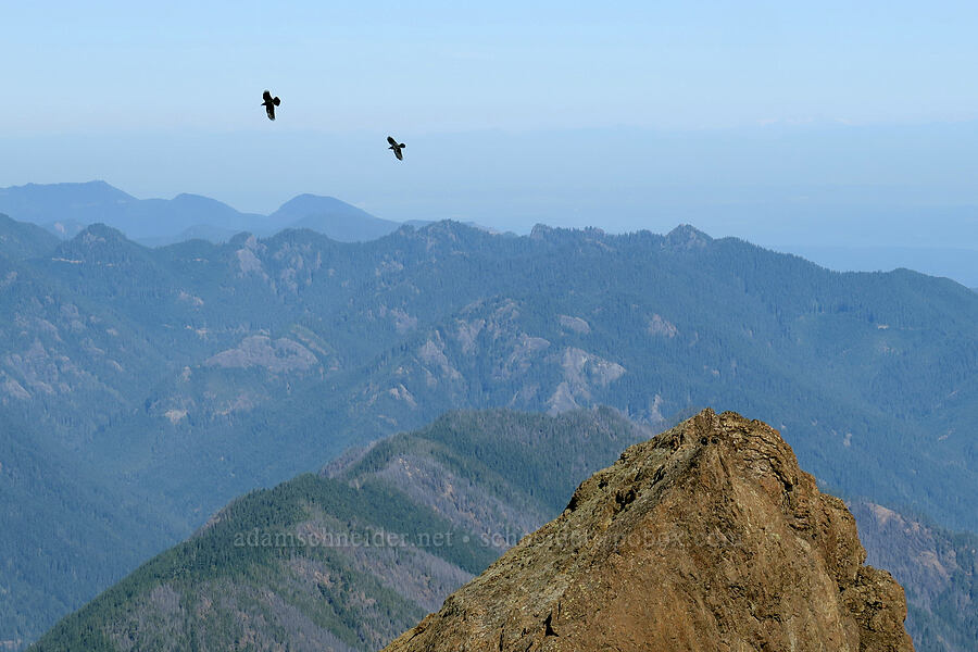 ravens (Corvus corax) [Mt. Washington, Mount Skokomish Wilderness, Mason County, Washington]
