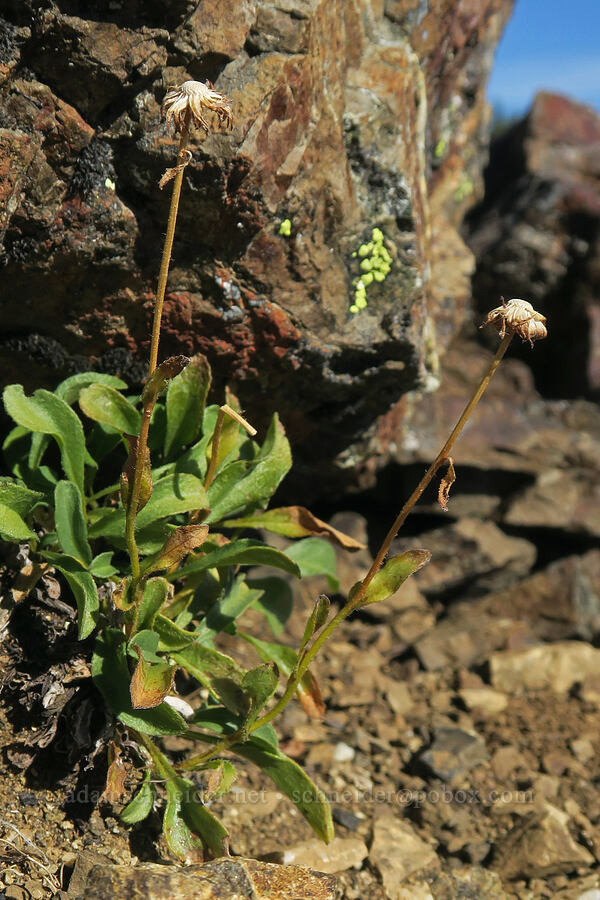 Olympic fleabane (Erigeron flettii) [Mt. Washington Trail, Olympic National Forest, Mason County, Washington]