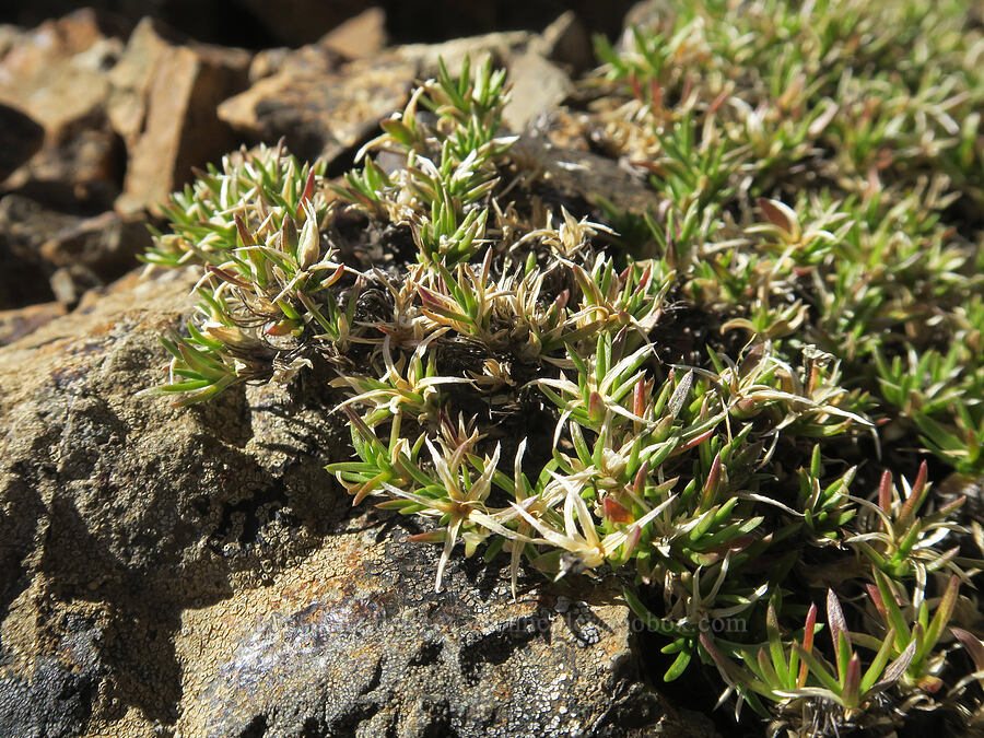 spreading phlox, after flowering (Phlox diffusa) [Mt. Washington Trail, Olympic National Forest, Mason County, Washington]