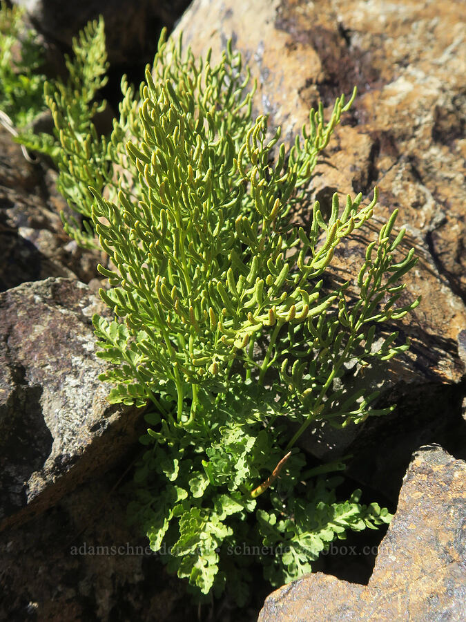 American parsley fern (rock-brake) (Cryptogramma acrostichoides) [Mt. Washington Trail, Olympic National Forest, Mason County, Washington]