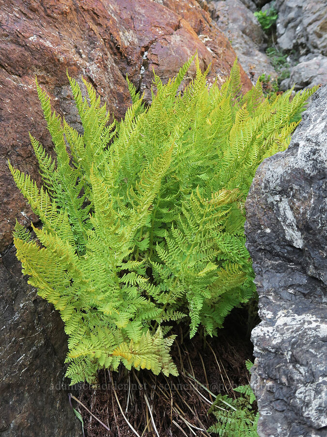 American alpine lady-fern (Athyrium distentifolium var. americanum (Athyrium alpestre ssp. americanum)) [Mt. Washington Trail, Olympic National Forest, Mason County, Washington]
