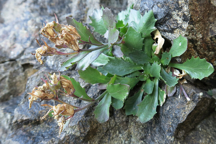 Olympic bellflower/harebell, gone to seed (Campanula piperi) [Mt. Washington Trail, Olympic National Forest, Mason County, Washington]