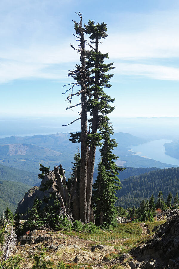 tenacious conifers [Mt. Washington Trail, Olympic National Forest, Mason County, Washington]