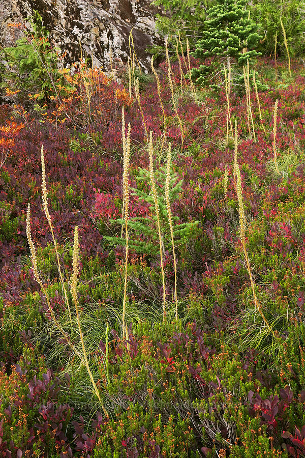 beargrass stalks, heather, and huckleberries (Xerophyllum tenax, Phyllodoce empetriformis, Vaccinium sp.) [Mt. Washington Trail, Olympic National Forest, Mason County, Washington]