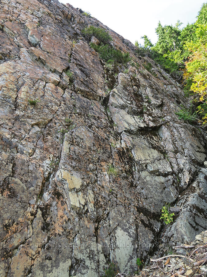 west wall of the ravine [Mt. Washington Trail, Olympic National Forest, Mason County, Washington]