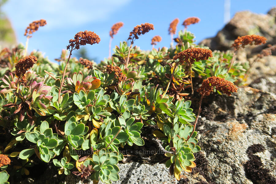 Olympic rock-mat, gone to seed (Petrophytum hendersonii (Petrophyton hendersonii)) [Mt. Washington Trail, Olympic National Forest, Mason County, Washington]