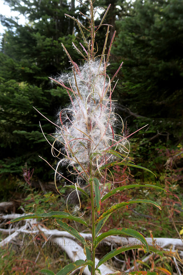 fireweed, gone to seed (Chamerion angustifolium (Chamaenerion angustifolium) (Epilobium angustifolium)) [Mt. Washington Trail, Olympic National Forest, Mason County, Washington]