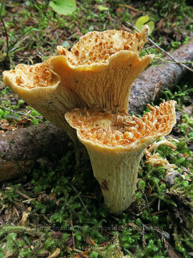 chanterelle-like mushroom (Turbinellus kauffmanii (Gomphus kauffmanii)) [Mt. Washington Trail, Olympic National Forest, Mason County, Washington]
