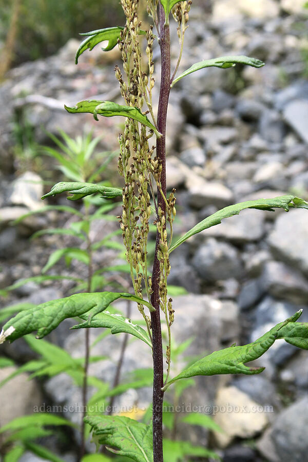 coastal mugwort/wormwood, going to seed (Artemisia suksdorfii) [Mt. Washington Trail, Olympic National Forest, Mason County, Washington]