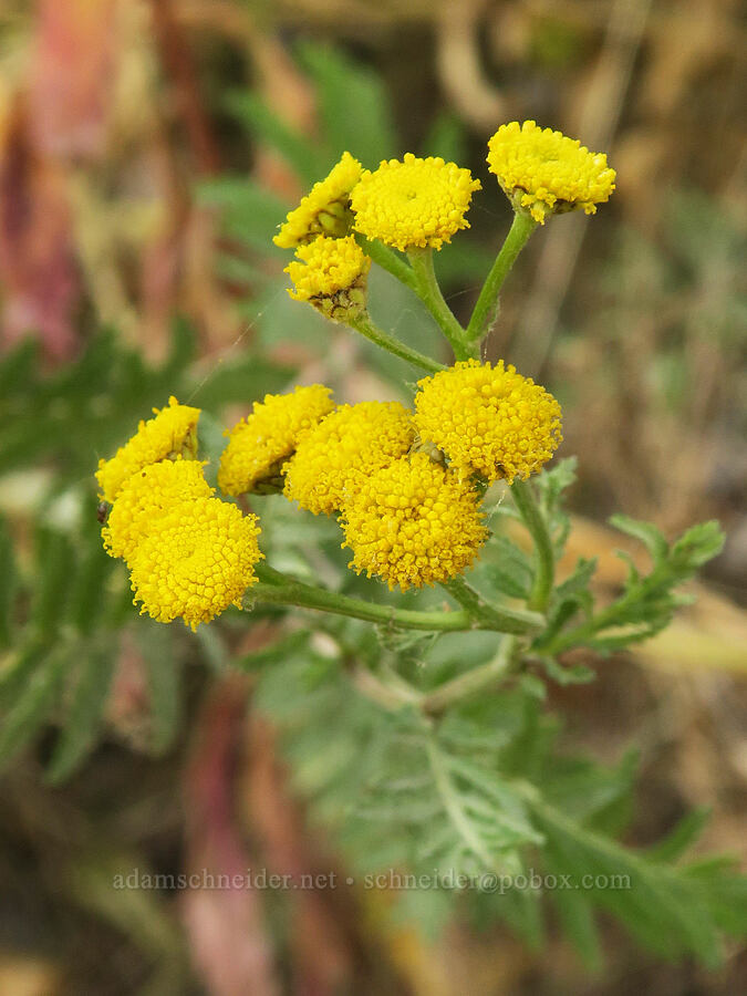 common tansy (Tanacetum vulgare) [Rooster Rock State Park, Multnomah County, Oregon]